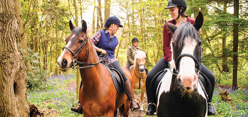 Three caucasian female friends ride horses in the woods.